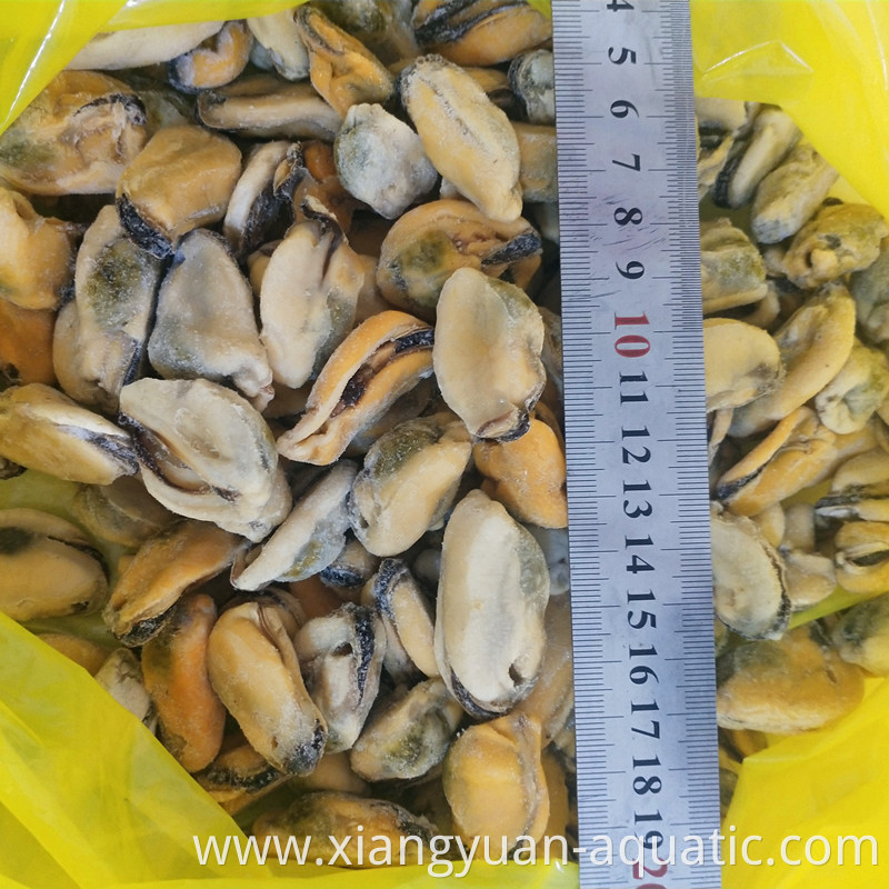 new offer frozen boiled mussel meat with factory price